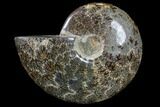 Polished, Agatized Ammonite (Cleoniceras) - Madagascar #88158-1